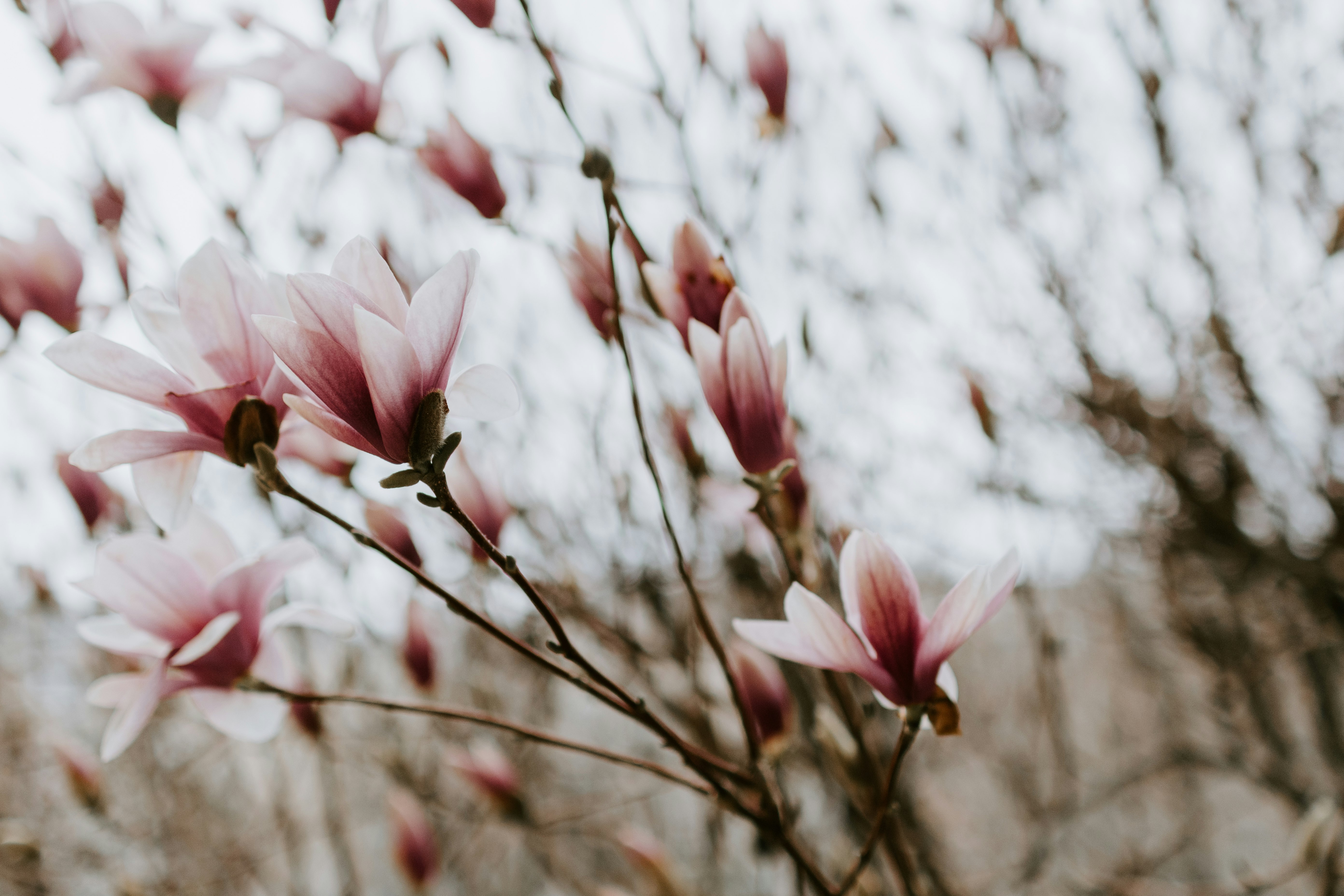 pink flowers in tilt shift lens